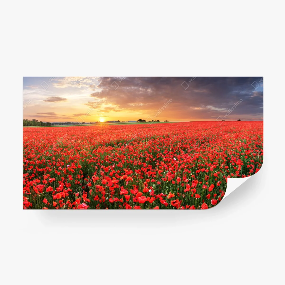 Fototapete mohnfeld im sonnenuntergang – Wallnifity®