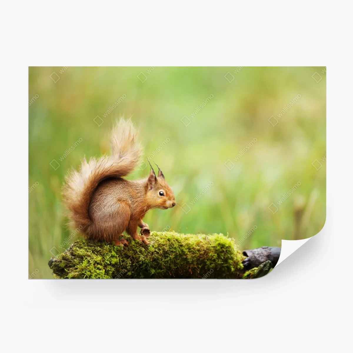 Fototapete rotes eichhörnchen auf moosigem stamm – Wallnifity®