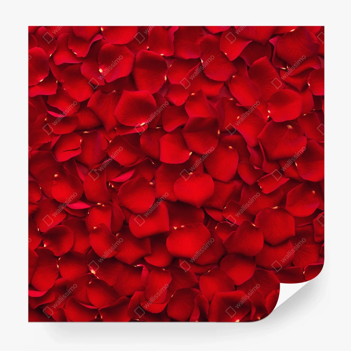 Fototapete rote rosenblätter hintergrund – Wallnifity®