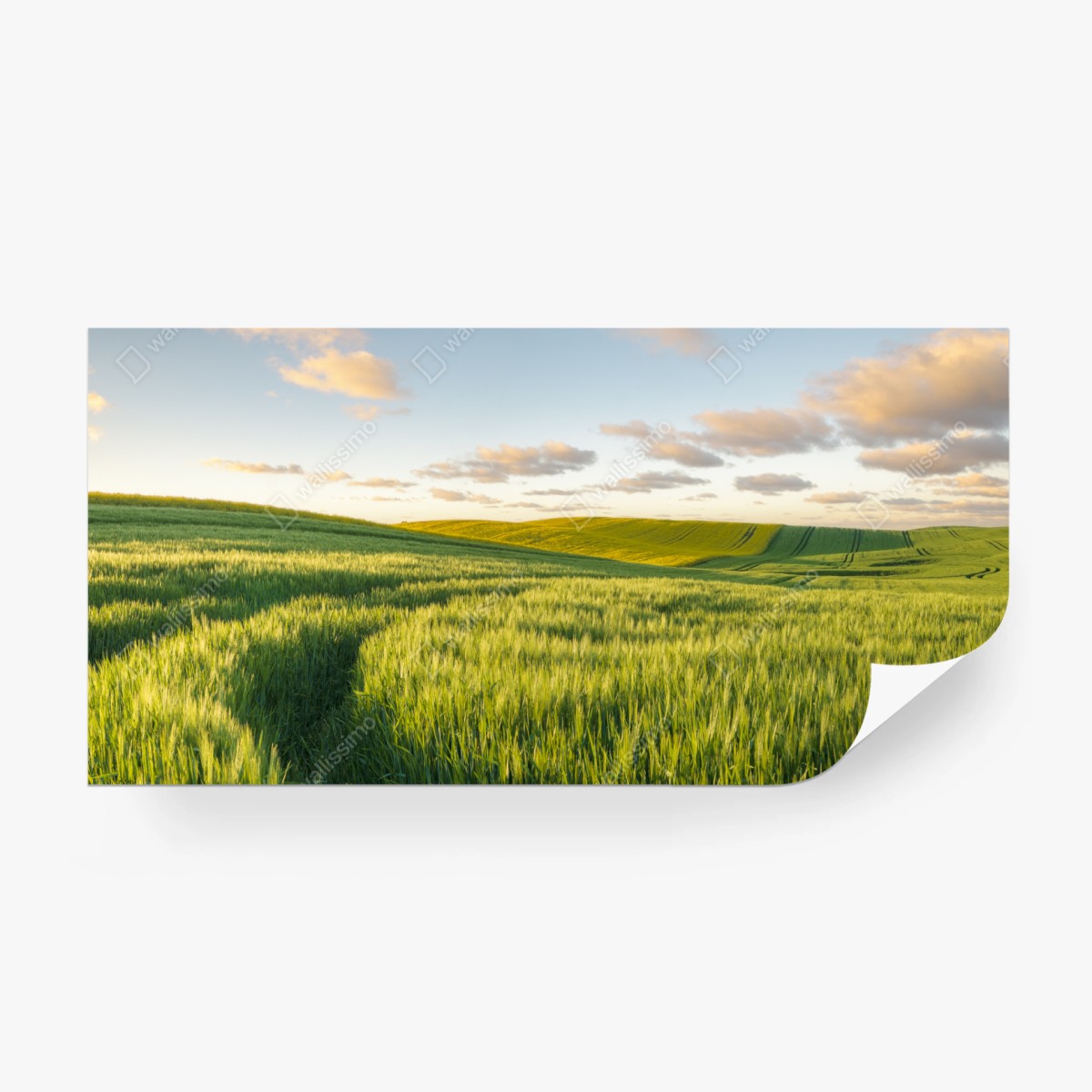 Fototapete ruhige grüne wiesen panorama – Wallnifity®