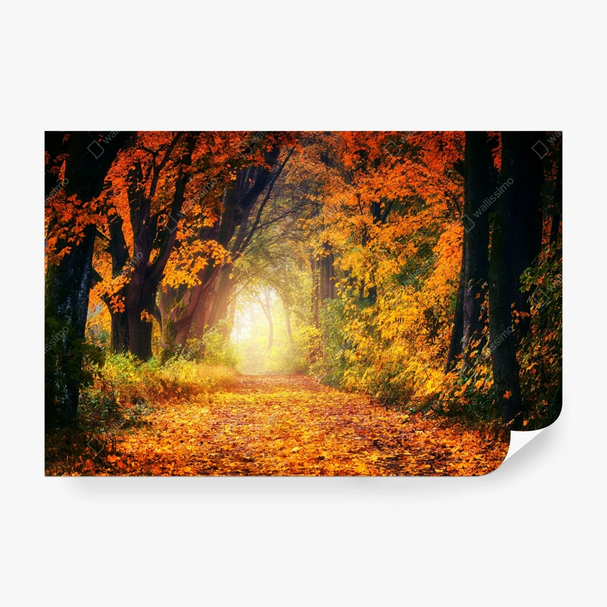 Fototapete herbstlicher waldpfad im goldenen licht – Wallnifity®