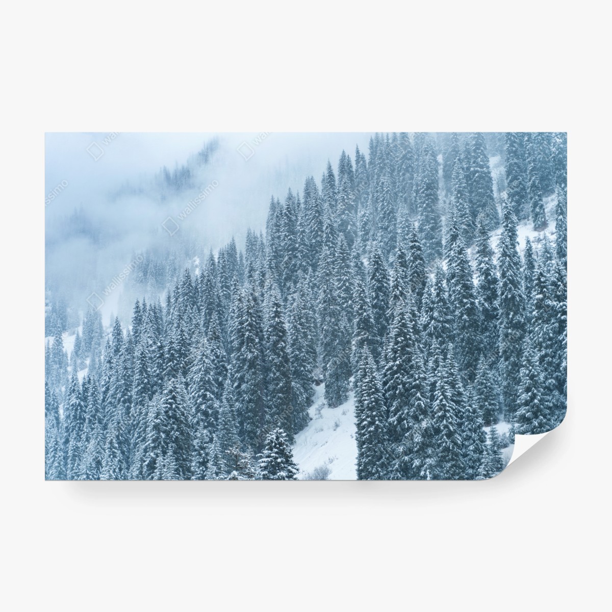 Fototapete nebeliger schneebedeckter kiefernwald – Wallnifity®