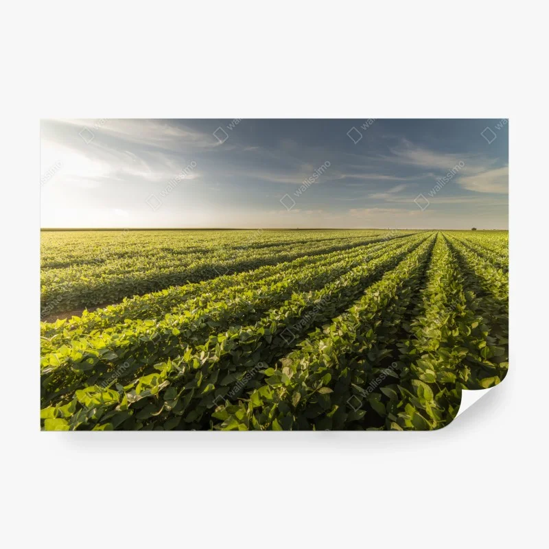 Wiesen – Wallnifity®