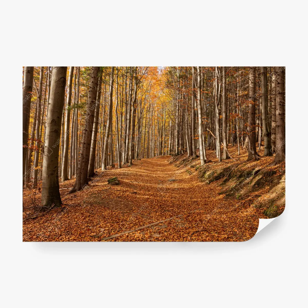 Fototapete herbstlicher waldweg mit goldenen blättern – Wallnifity®
