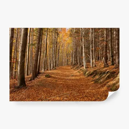 Fototapete herbstlicher waldweg mit goldenen blättern – Wallnifity®