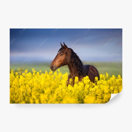 Fototapete braunes pferd im gelben rapsfeld – Wallnifity®