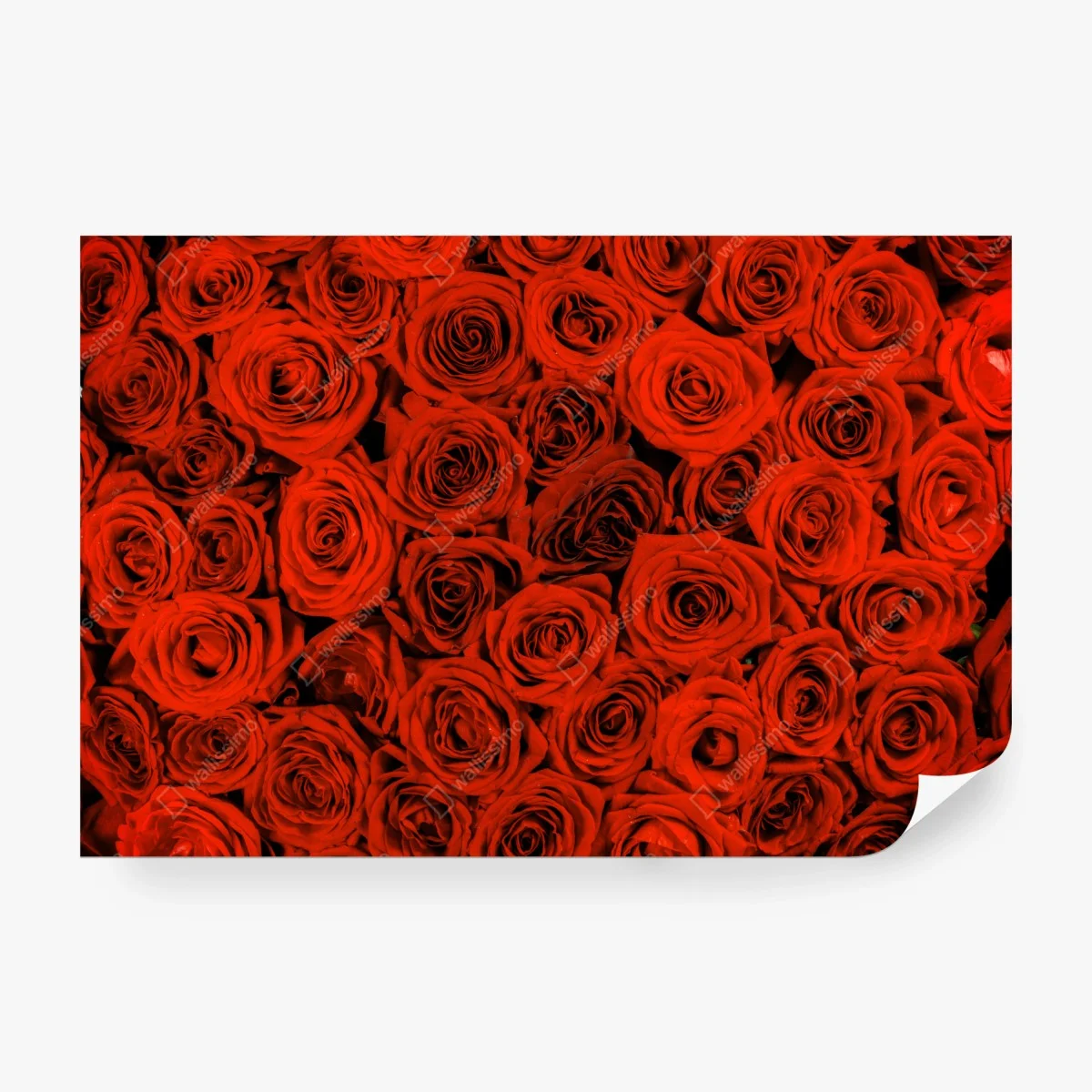 Fototapete prächtiger strauß roter rosen – Wallnifity®