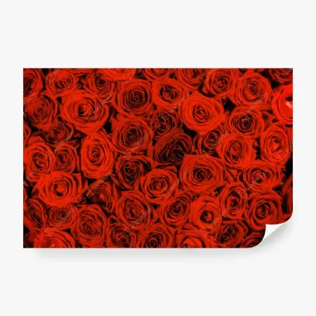 Fototapete prächtiger strauß roter rosen – Wallnifity®