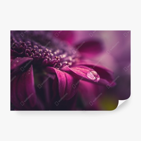 Fototapete lila makroblüte mit tautropfen – Wallnifity®