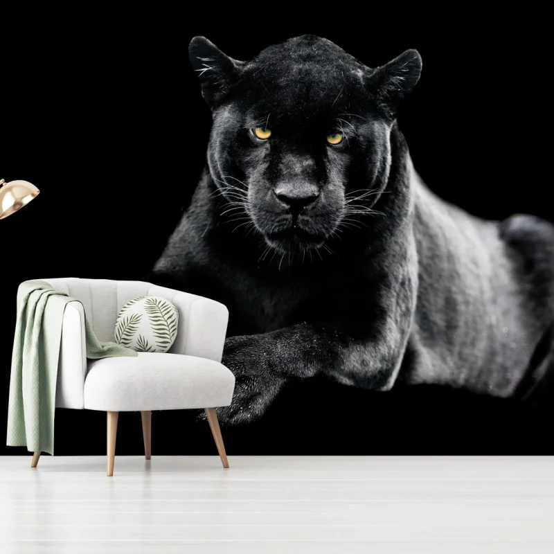 Fototapete porträt eines schwarzen panthers vor schwarzem hintergrund – Wallnifity® Fototapete porträt eines schwarzen panthers vor schwarzem hintergrund – Wallnifity®