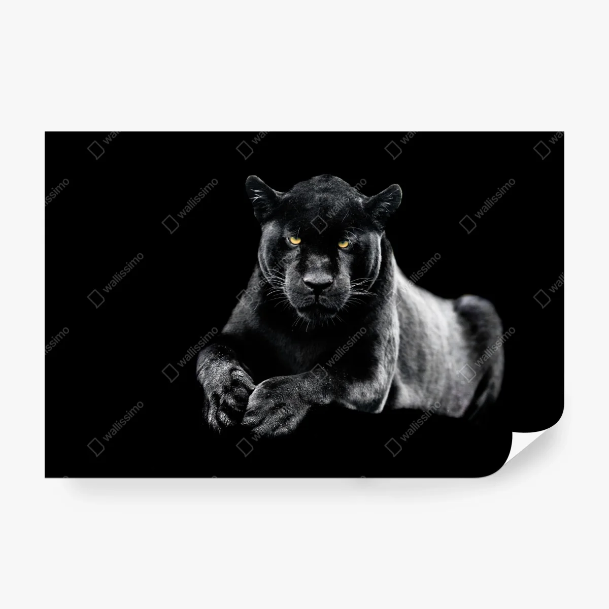 Fototapete porträt eines schwarzen panthers vor schwarzem hintergrund – Wallnifity® Fototapete porträt eines schwarzen panthers vor schwarzem hintergrund – Wallnifity®