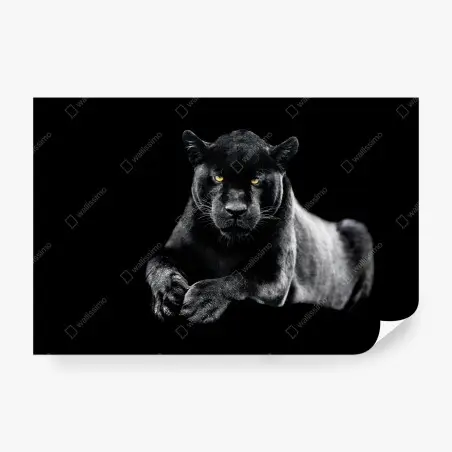 Fototapete porträt eines schwarzen panthers vor schwarzem hintergrund – Wallnifity®