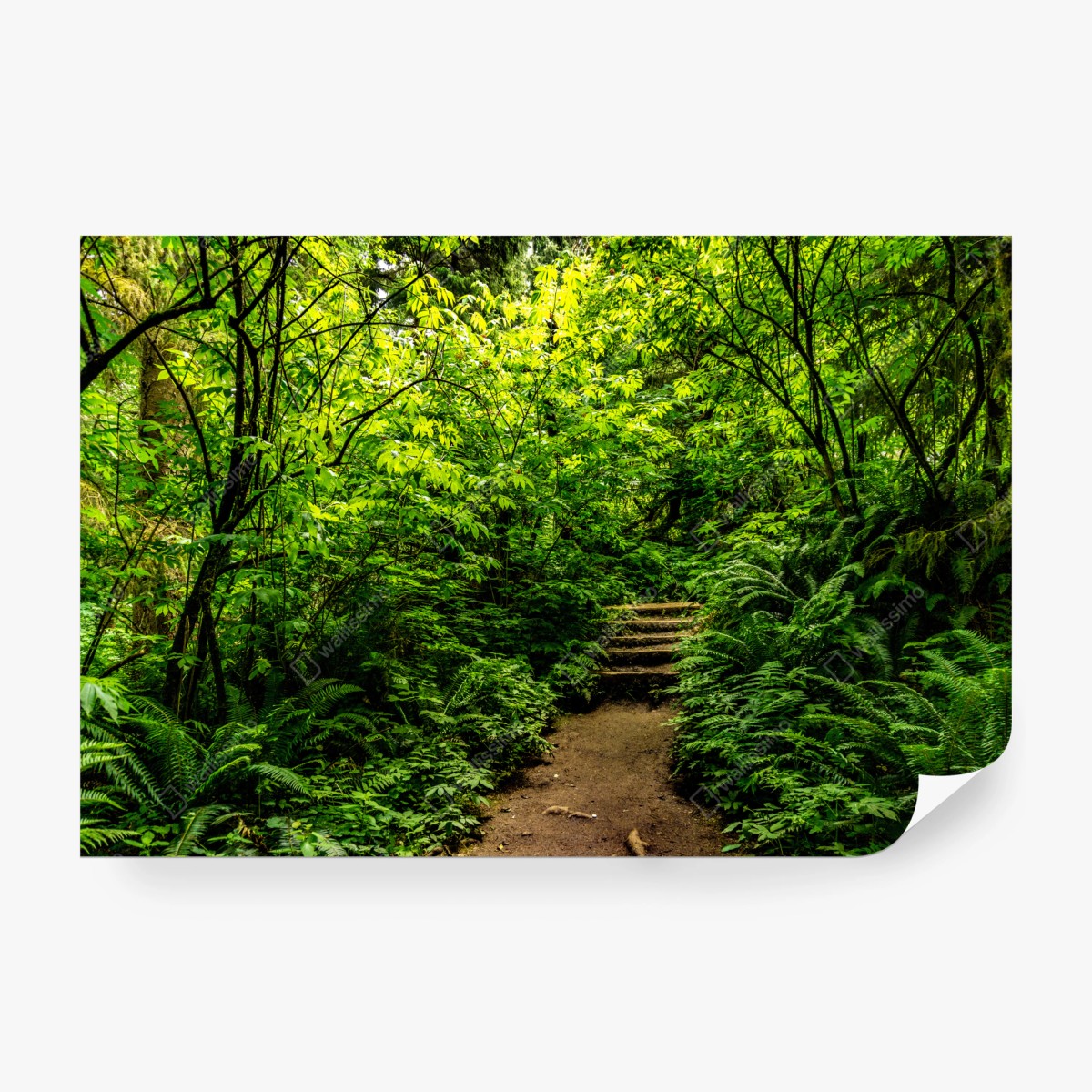 Fototapete üppiger waldpfad – Wallnifity®