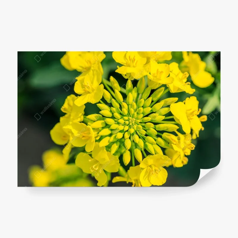 Blumen – Wallnifity®