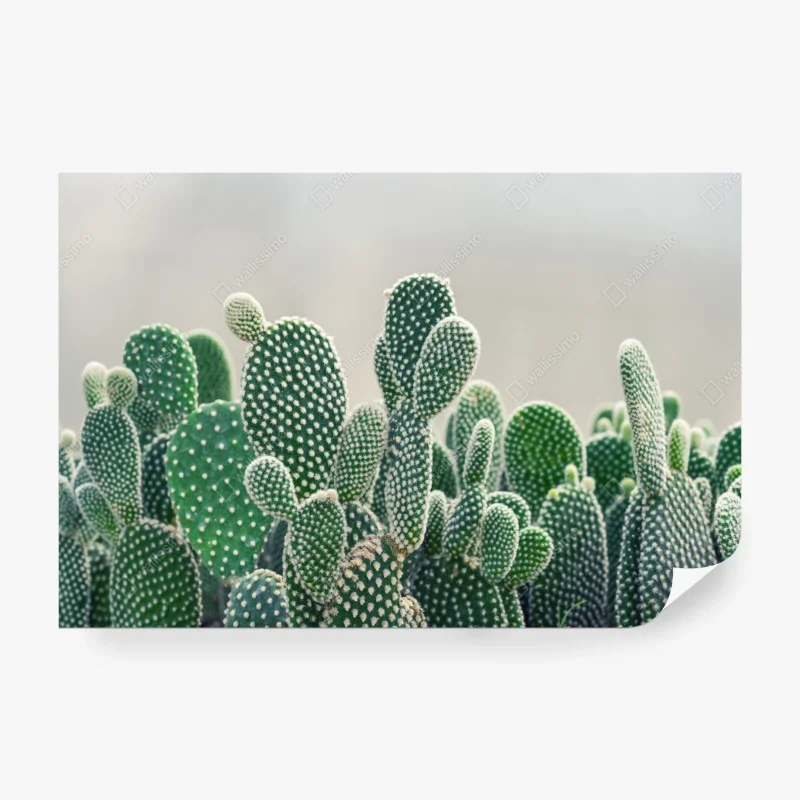 Blätter – Wallnifity®