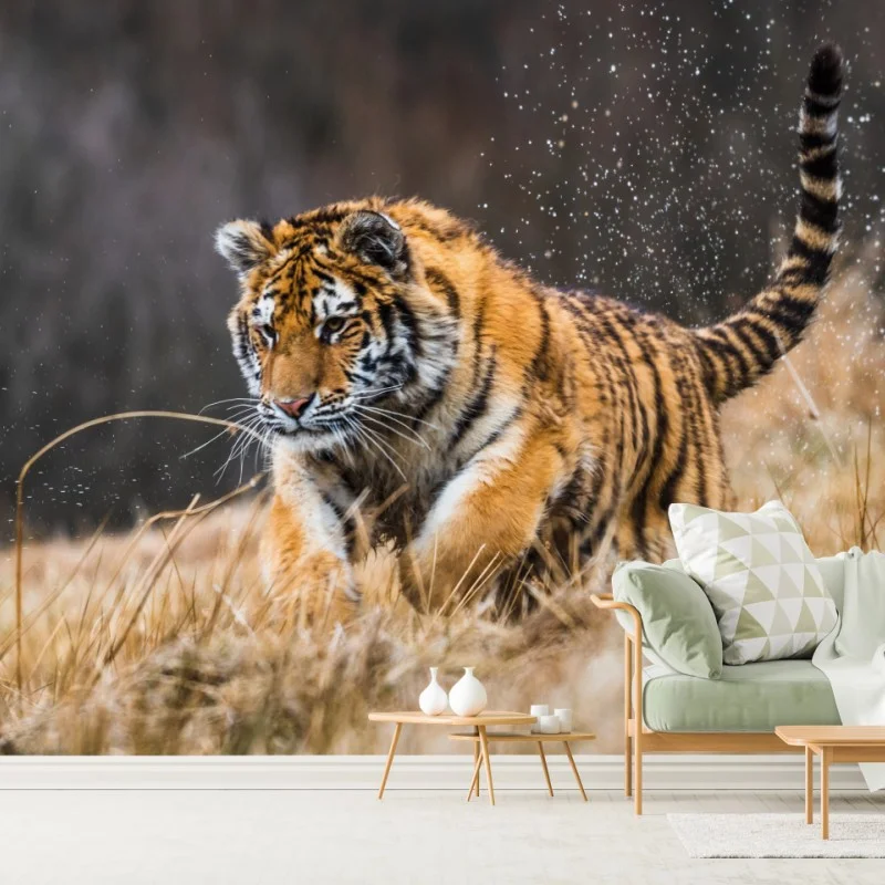 Fototapete sibirischer tiger in bewegung – Wallnifity®
