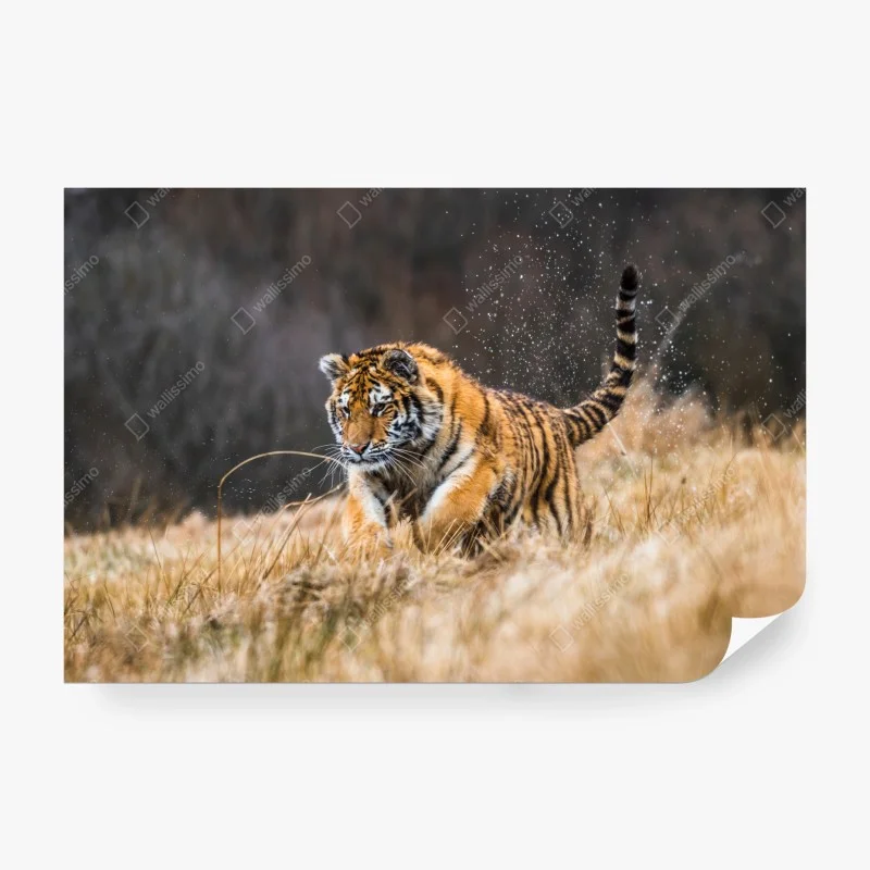 Fototapete sibirischer tiger in bewegung – Wallnifity®