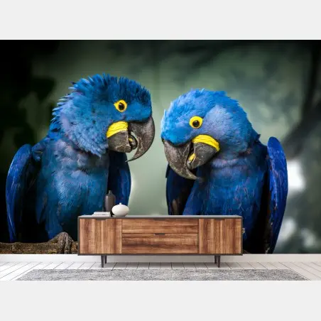 Fototapete paar blauer aras - nahaufnahme – Wallnifity®