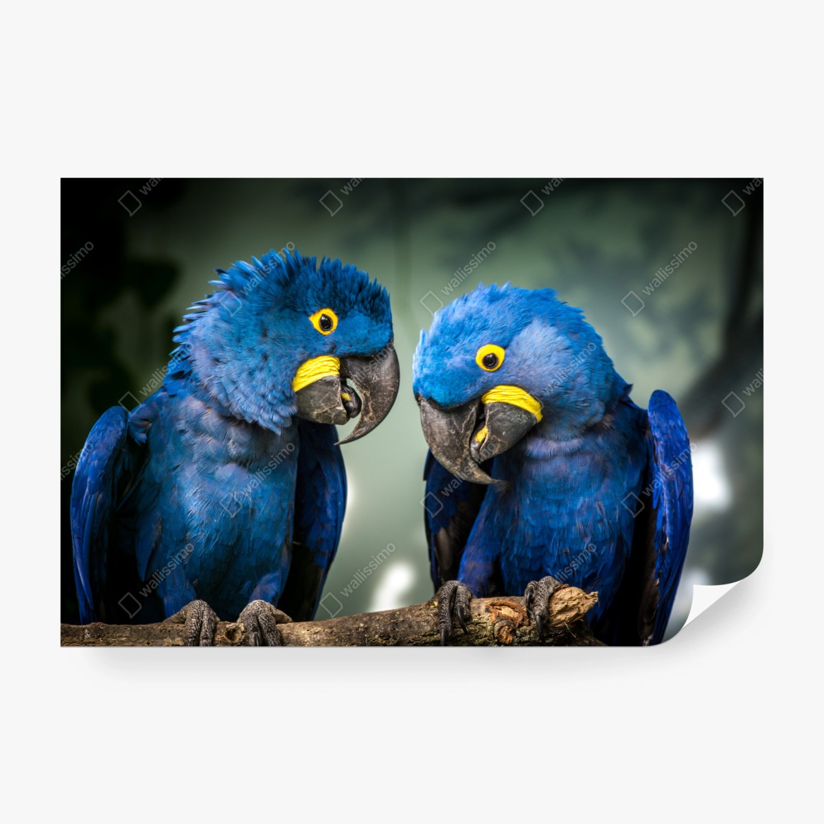 Fototapete paar blauer aras - nahaufnahme – Wallnifity®
