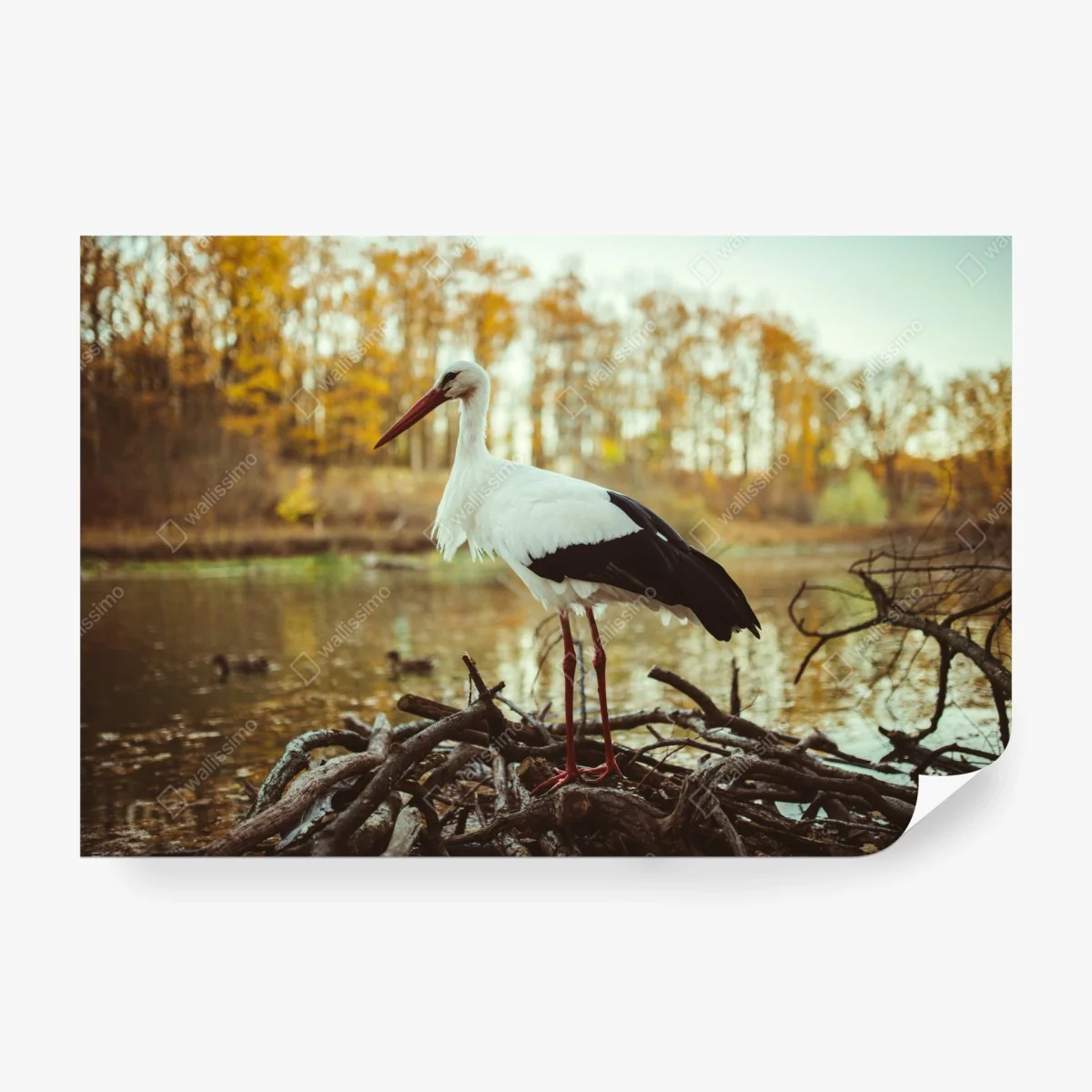 Fototapete weißer storch am herbstlichen see – Wallnifity®
