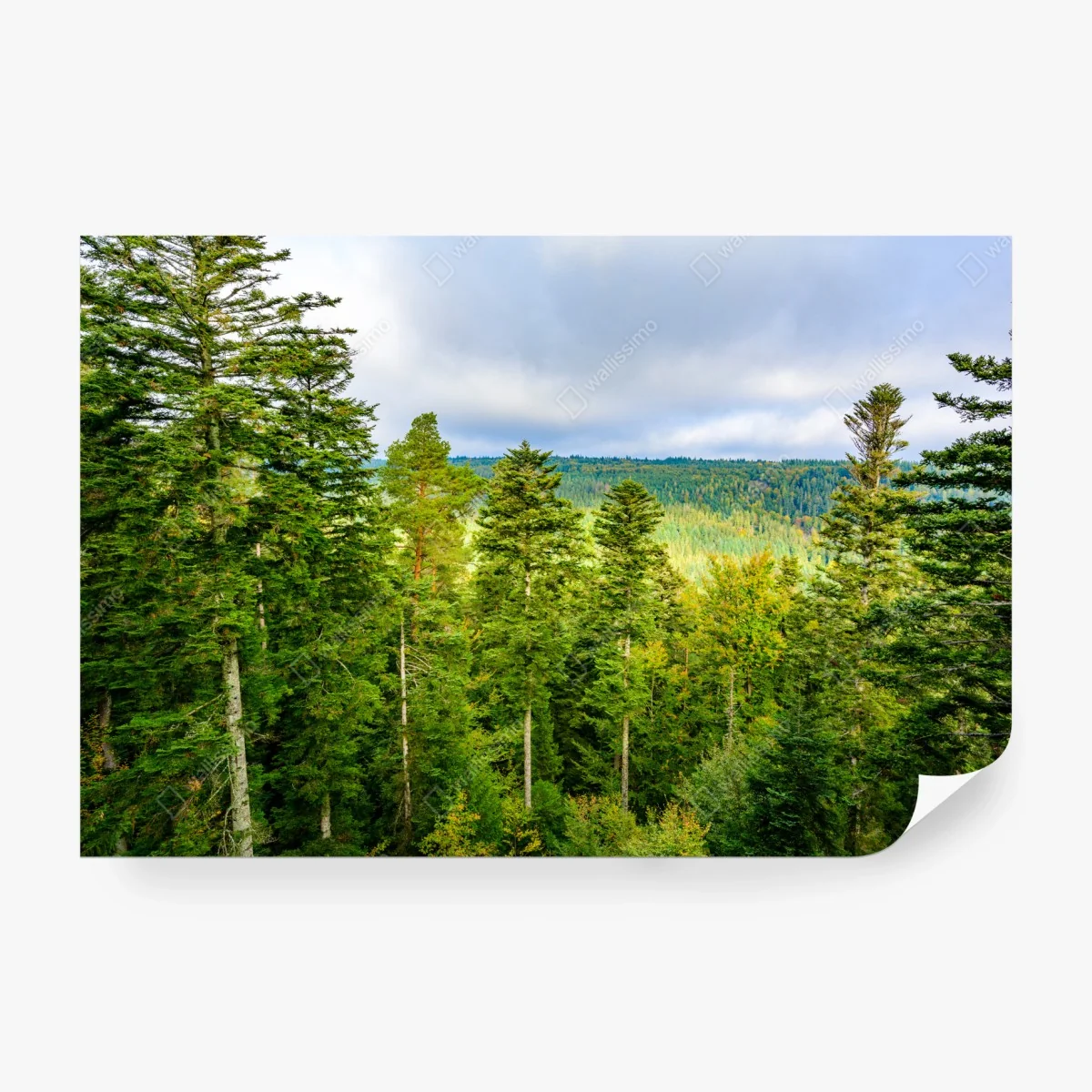 Fototapete Schwarzwald herbstliche waldlandschaft – Wallnifity® Fototapete Schwarzwald herbstliche waldlandschaft – Wallnifity®