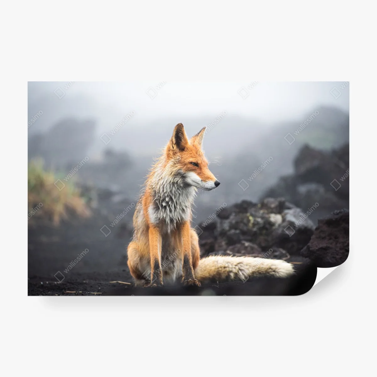 Fototapete roter fuchs in nebliger landschaft – Wallnifity®