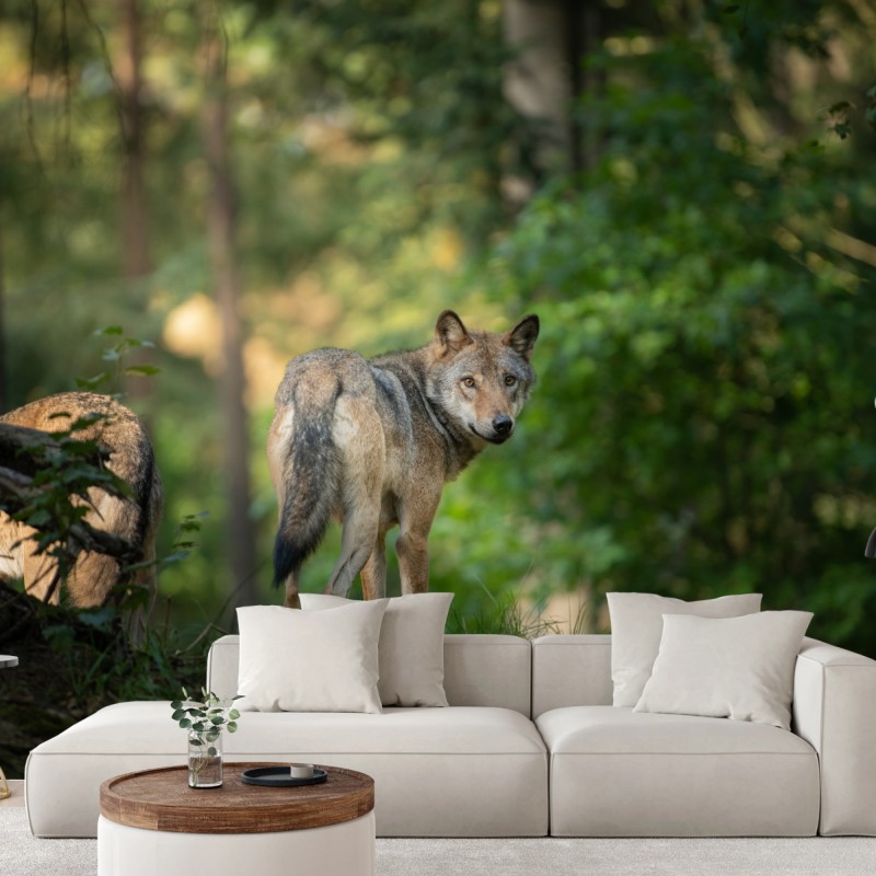 Fototapeten – Wallnifity®