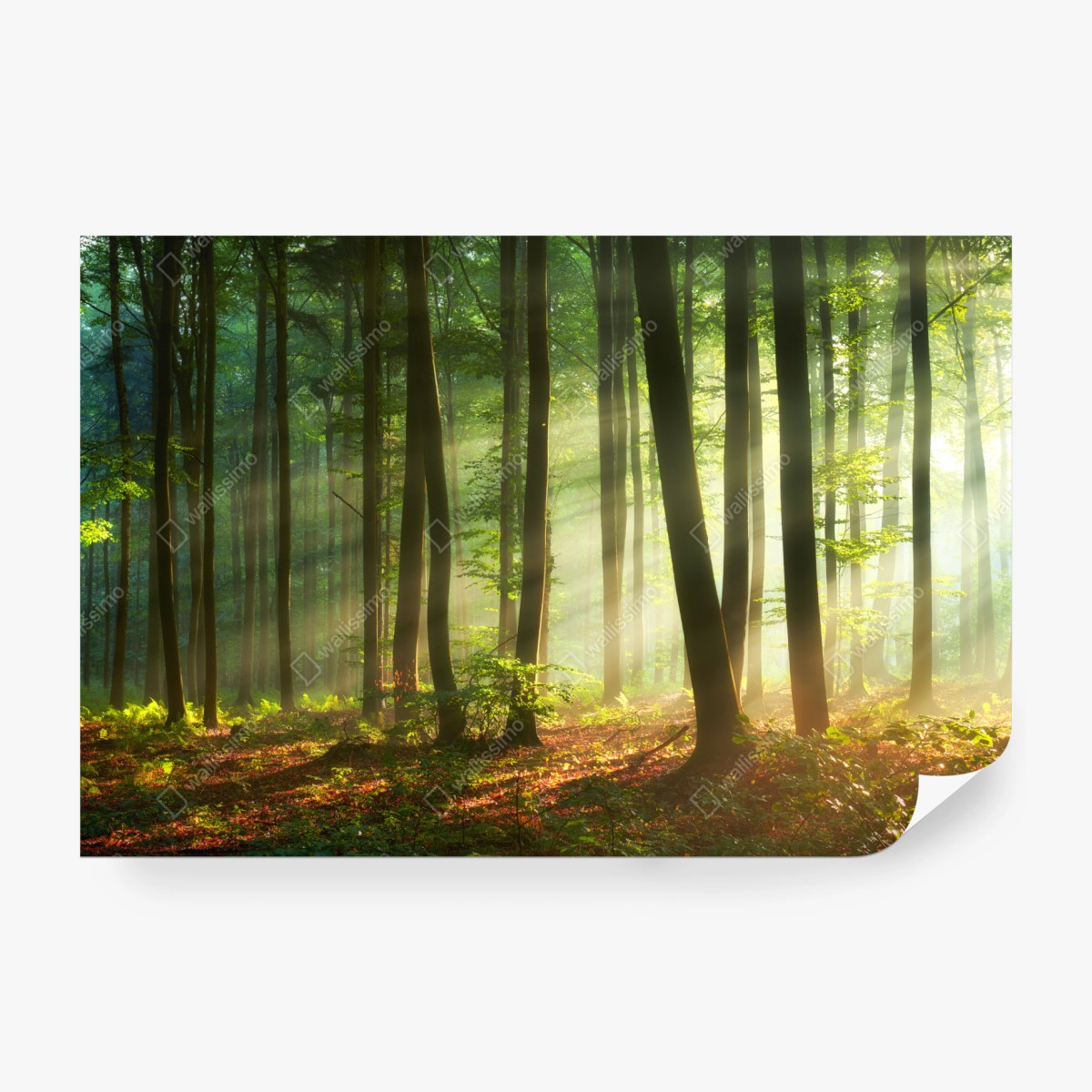 Fototapete sonnenbeschienener morgenwald – Wallnifity®