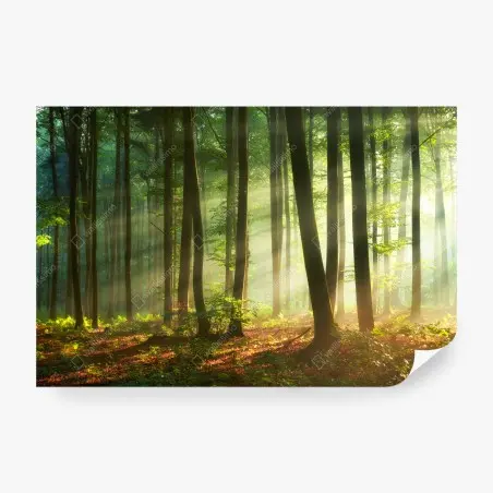 Fototapete sonnenbeschienener morgenwald – Wallnifity®