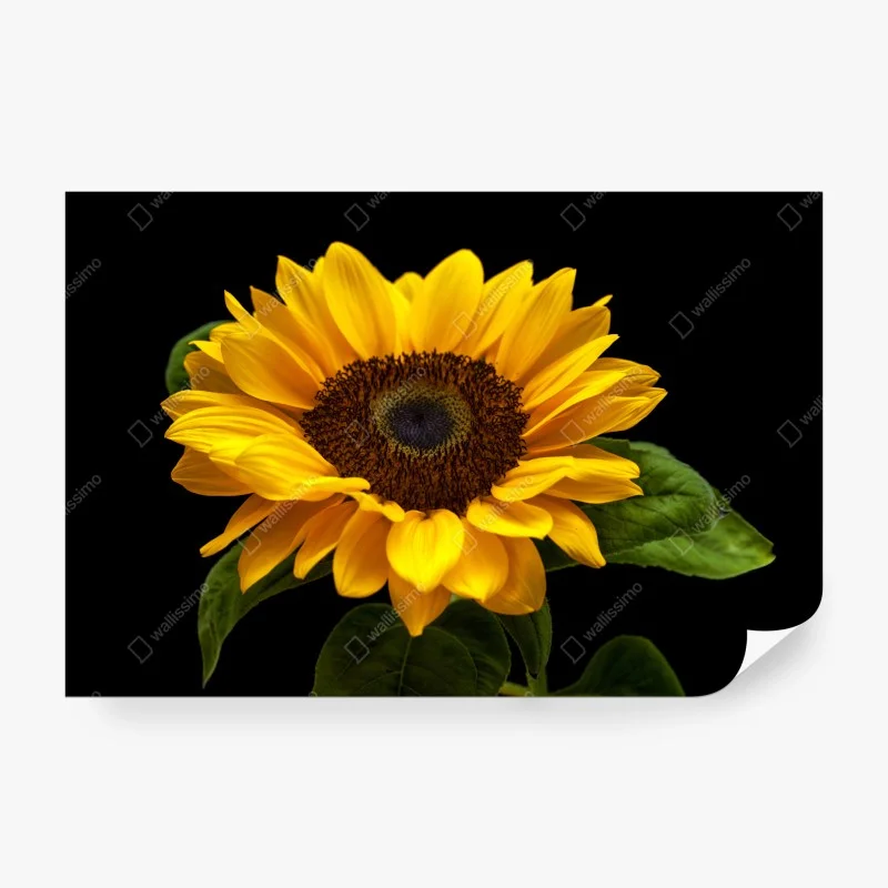 Blumen – Wallnifity®