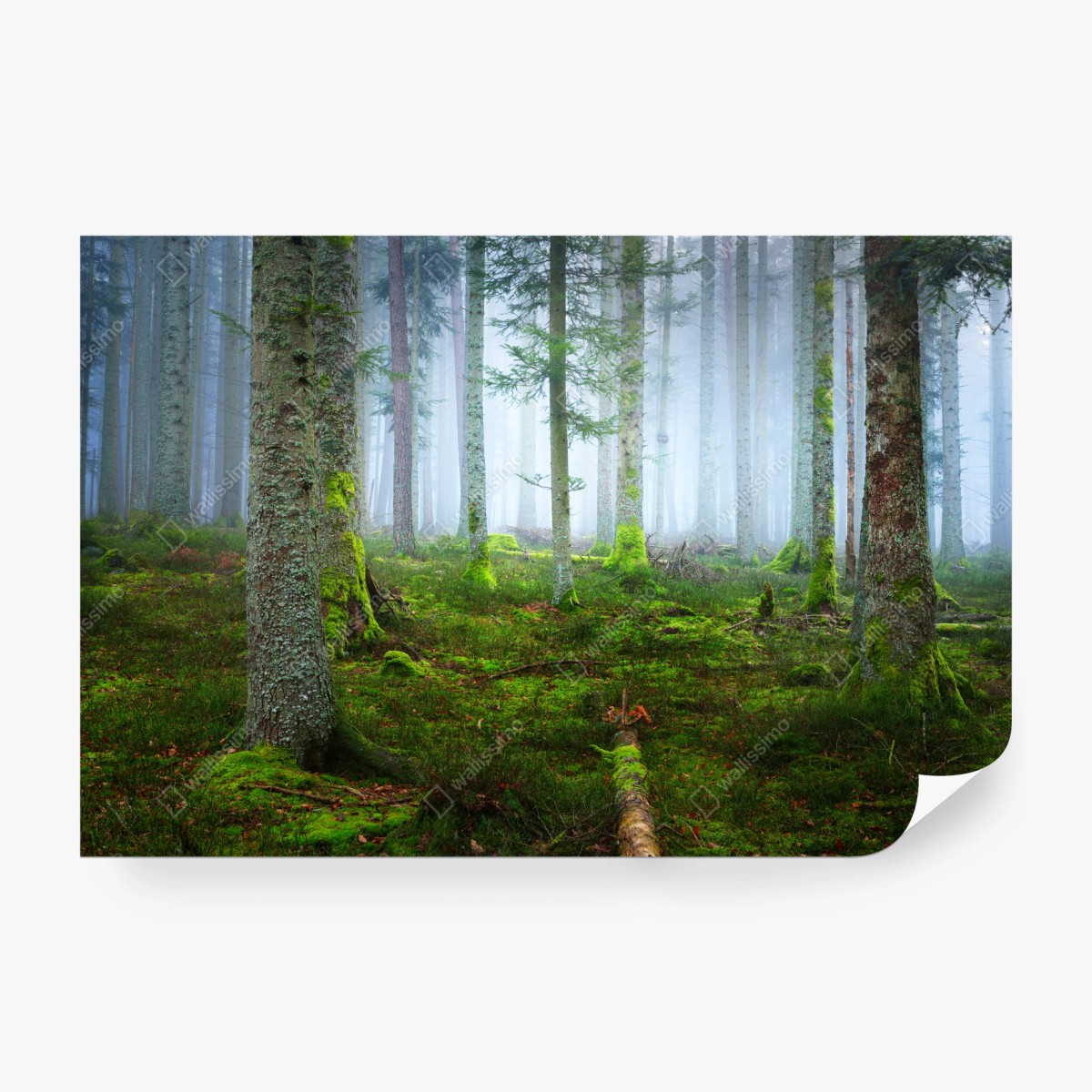 Fototapete nebliger kiefernwald aus dem Elsass – Wallnifity®