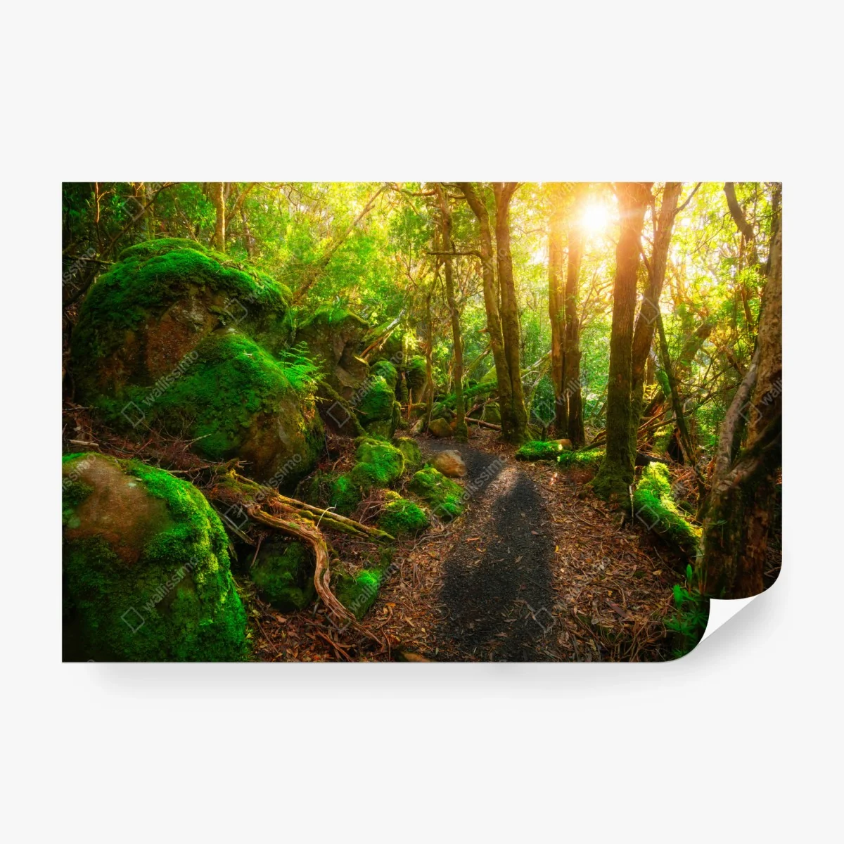 Fototapete sonniger pfad im regenwald der Tasman-Halbinsel, Tasmanien – Wallnifity®