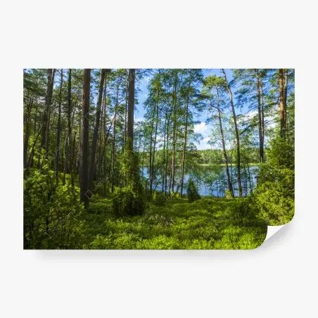 Fototapete ruhiger kiefernwald am see – Wallnifity®