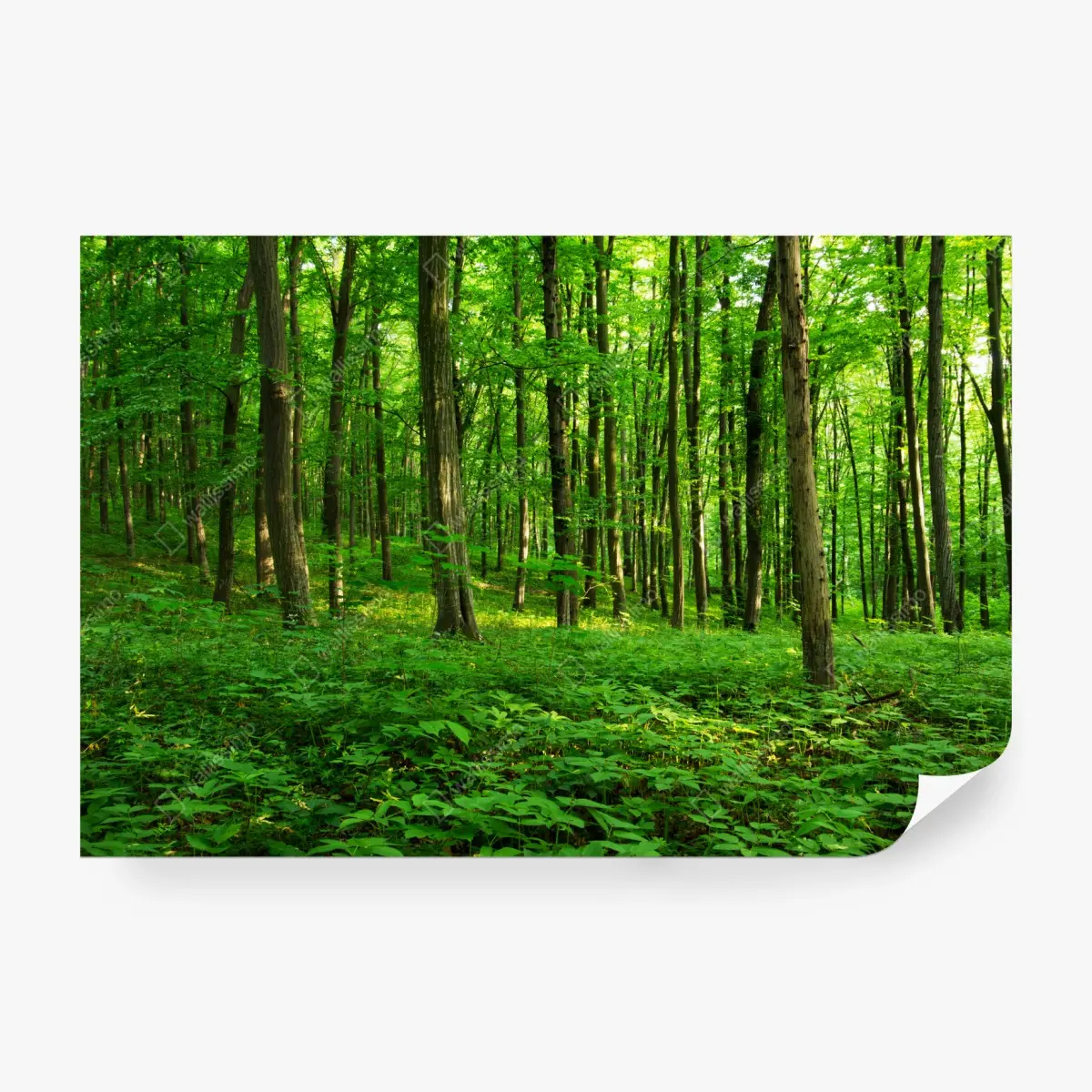 Fototapete sonniger grüner wald im frühling – Wallnifity®