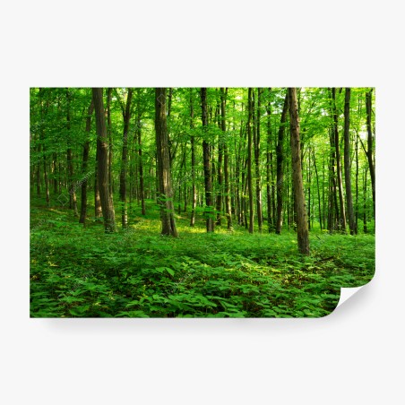Fototapete sonniger grüner wald im frühling – Wallnifity®