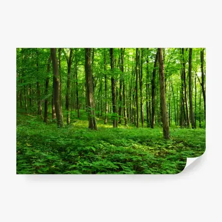 Fototapete sonniger grüner wald im frühling – Wallnifity®