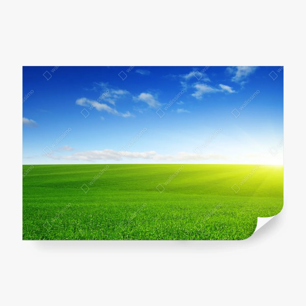 Fototapete sonnenbeschienene grüne wiese im morgenlicht – Wallnifity®