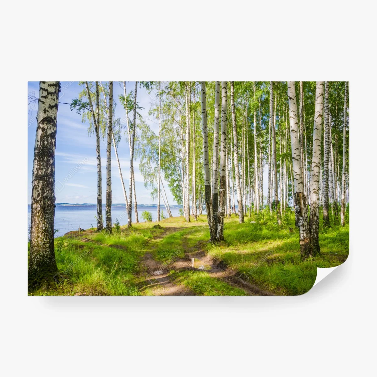 Fototapete sonnige birkenlichtung am wasser – Wallnifity®