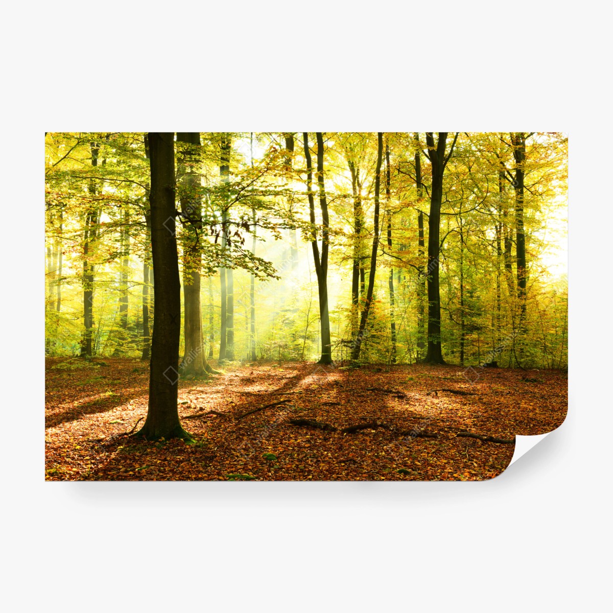 Fototapete goldener herbstwald am morgen – Wallnifity®
