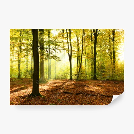 Fototapete goldener herbstwald am morgen – Wallnifity®
