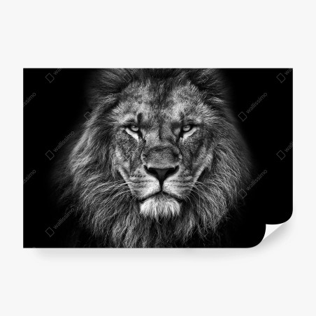 Fototapete majestätisches löwenportrait in monochrom – Wallnifity®