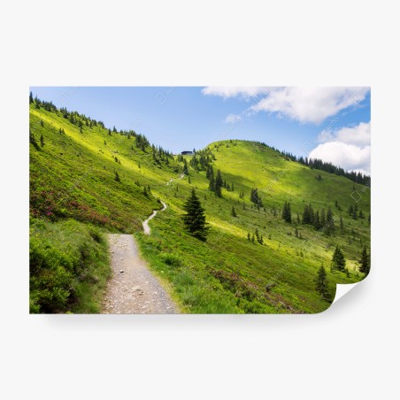 Fototapete sonniger bergpfad durch grüne wiese – Wallnifity®