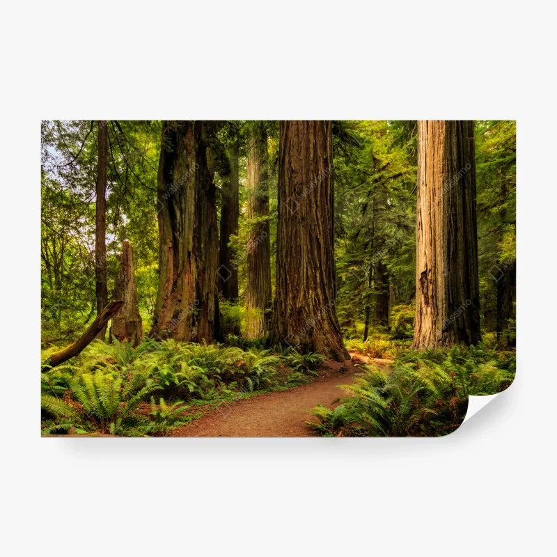 Wälder – Wallnifity®