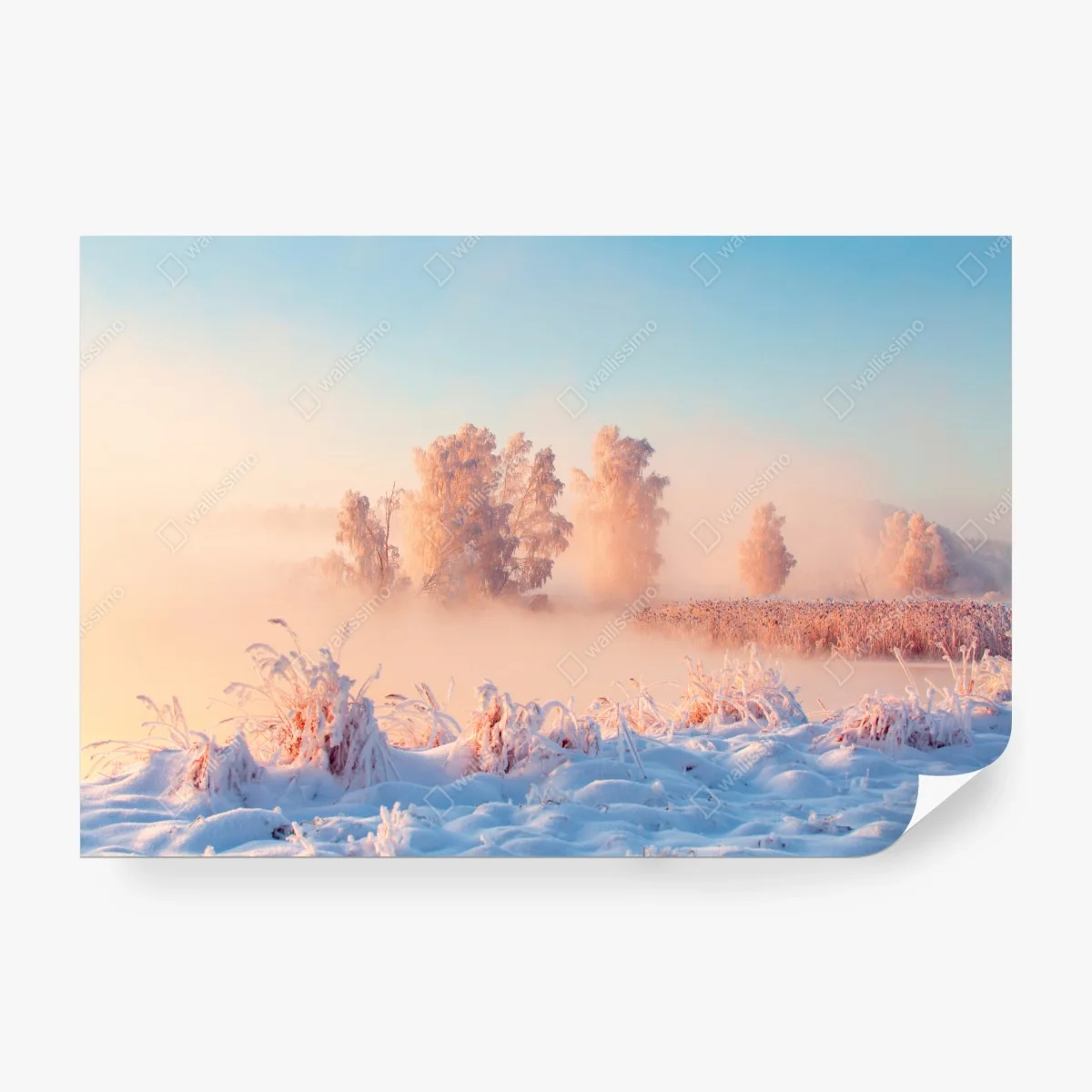 Fototapete winterlicher sonnenaufgang über einer frostigen wiese – Wallnifity®