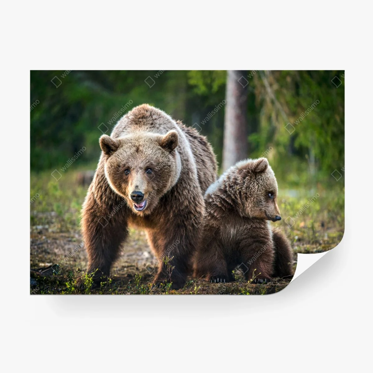 Fototapete braunbär mit jungem im wald – Wallnifity® Fototapete braunbär mit jungem im wald – Wallnifity®