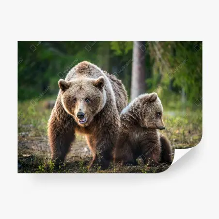 Fototapete braunbär mit jungem im wald – Wallnifity®