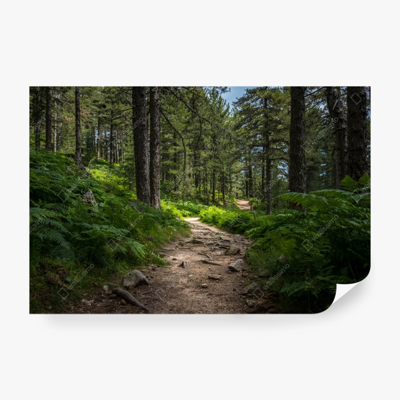 Natur – Wallnifity®