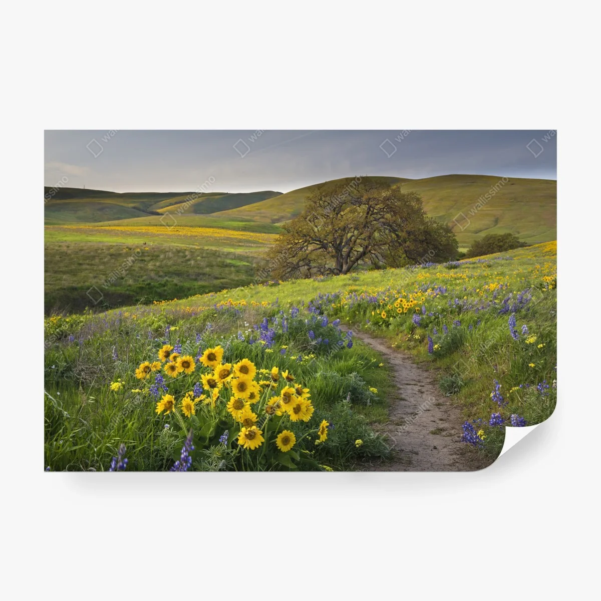 Fototapete pfad durch blumenwiese mit eichenbaum – Wallnifity® Fototapete pfad durch blumenwiese mit eichenbaum – Wallnifity®