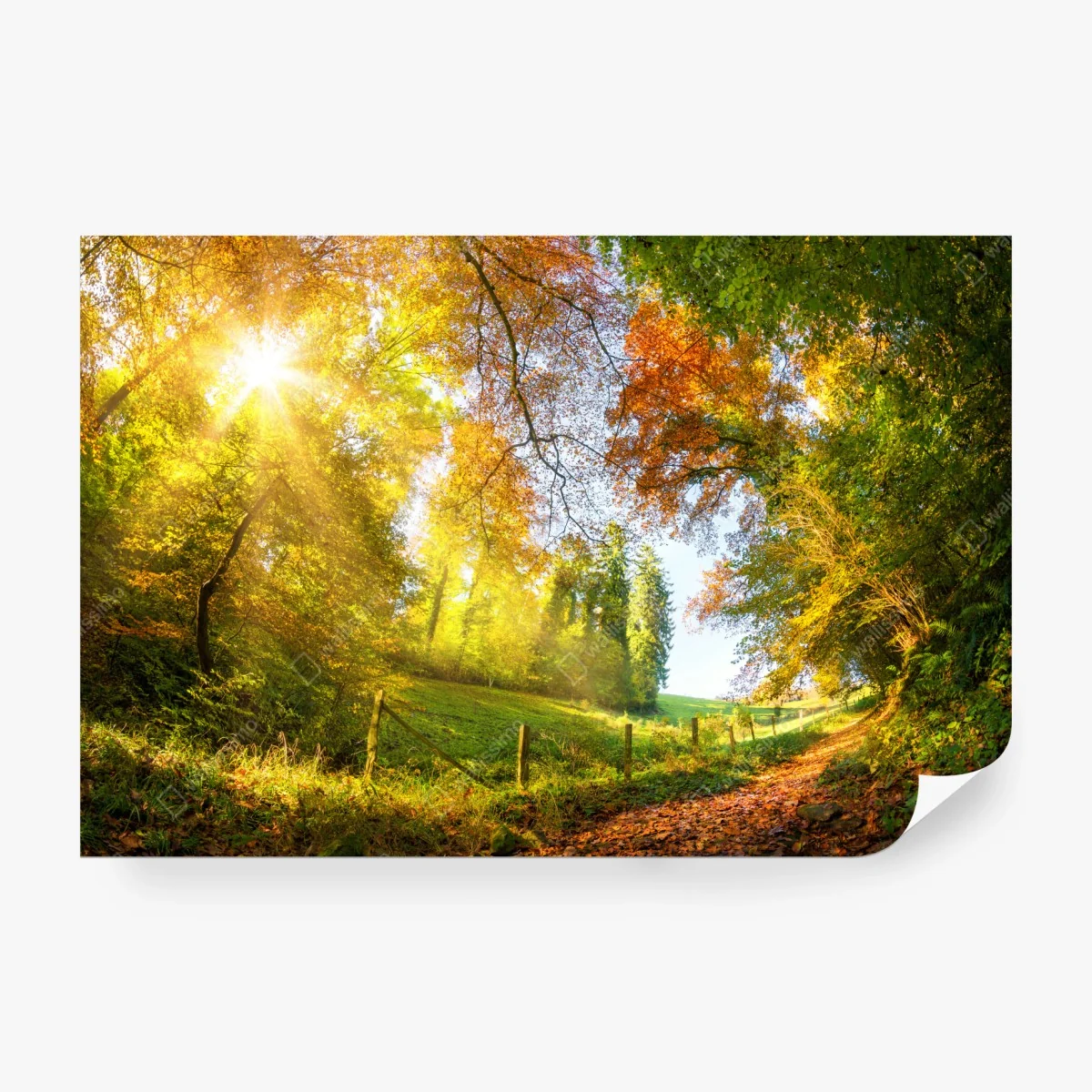 Fototapete goldener herbstwaldweg – Wallnifity® Fototapete goldener herbstwaldweg – Wallnifity®