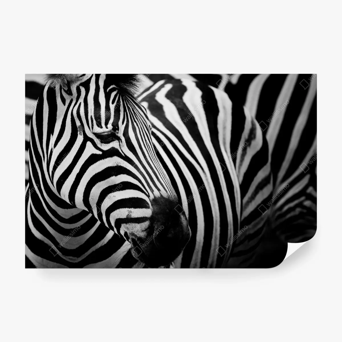 Fototapete zebra in monochromen streifen – Wallnifity®